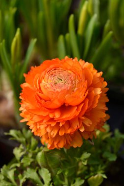 Fars düğün çiçeği - Latince adı - Ranunculus asiaticus