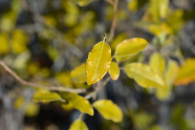 Ebbinges gümüşüzümü yaprakları - Latince adı - Elaeagnus x submacrophylla