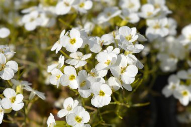 Bahçe Arap beyaz çiçekleri - Latince adı - Arap Kafkasya