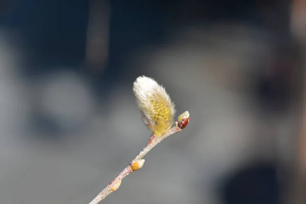 Kilmarnock Flor Salgueiro Nome Latino Salix Caprea Kilmarnock — Fotografia de Stock