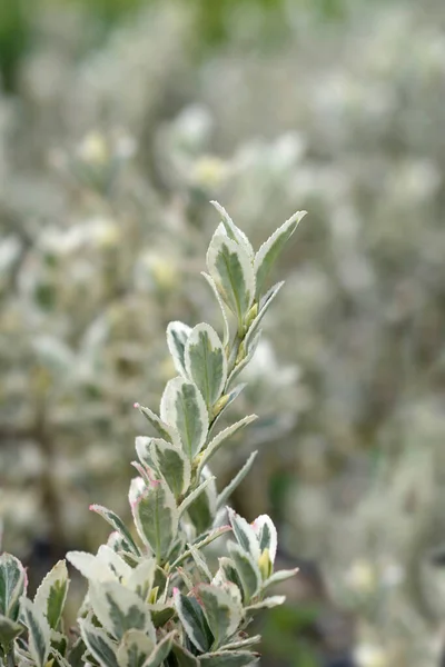 Japanes Spindel White Spire Leaves Lateinischer Name Euonymus Japonicus White — Stockfoto