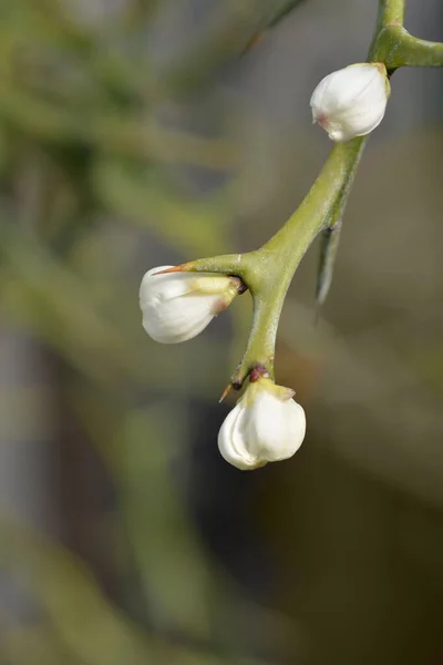 Trójlistna Gałąź Pomarańczowa Kwiatami Nazwa Łacińska Poncirus Trifoliata — Zdjęcie stockowe