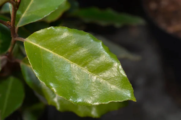 Oleaster Compacta Leaves Łacińska Nazwa Elaeagnus Submacrophylla Compacta — Zdjęcie stockowe