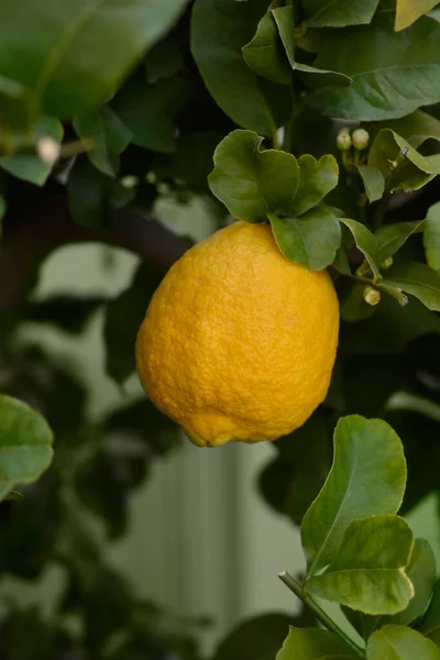 带有黄色果实的柠檬树 拉丁文名称 柑橘豪华轿车 — 图库照片