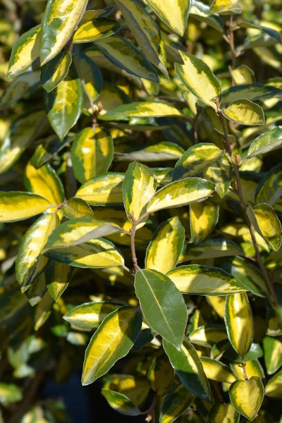 Oleaster Limelight Leaves Latin Name Elaeagnus Submacrophylla Limelight — Stock Photo, Image