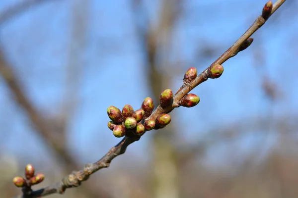 Ramo Cereja Doce Com Botões Nome Latino Prunus Avium — Fotografia de Stock