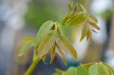 Yeni yapraklı yaygın ceviz dalı - Latince adı - Juglans regia