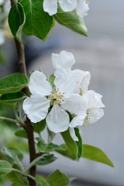 Çiçekli beyaz şeffaf elma dalı - Latince adı - Malus domestica Beyaz Şeffaf