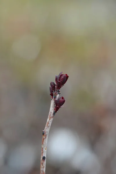 Димове Дерево Лілья Новими Листками Латинською Назвою Cotinus Coggygria Lilla — стокове фото