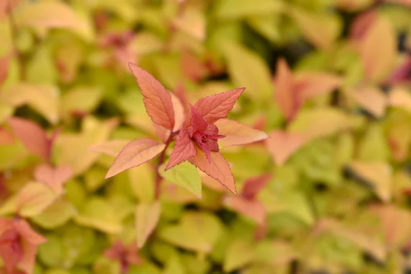 Japanische Spirea Firelight Blätter Lateinischer Name Spiraea Japonica Firelight — Stockfoto