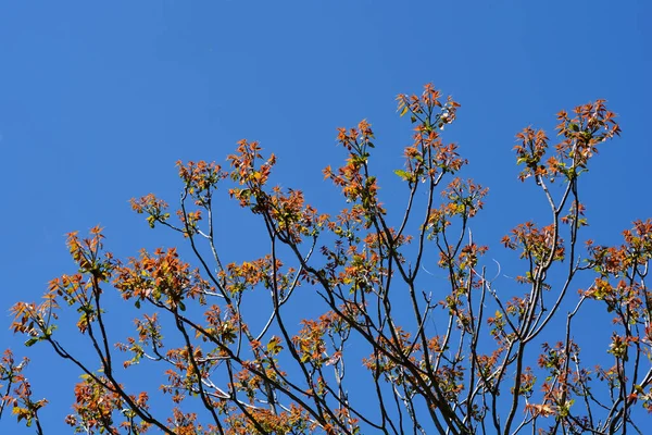 Дерево Небесне Новим Листям Проти Синього Неболатеранського Імені Ailanthus Altissima — стокове фото