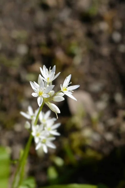 Дикі Часникові Білі Квіти Латинська Назва Allium Ursinum — стокове фото