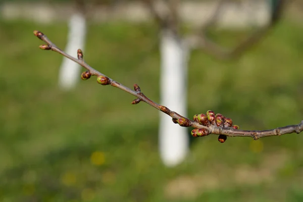 Cseresznyefa Rügyekkel Latin Név Prunus Avium — Stock Fotó