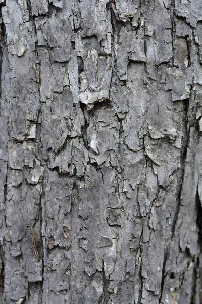 Mor Yaban Elması Kabuğu Detayı Latince Adı Malus Purpurea — Stok fotoğraf