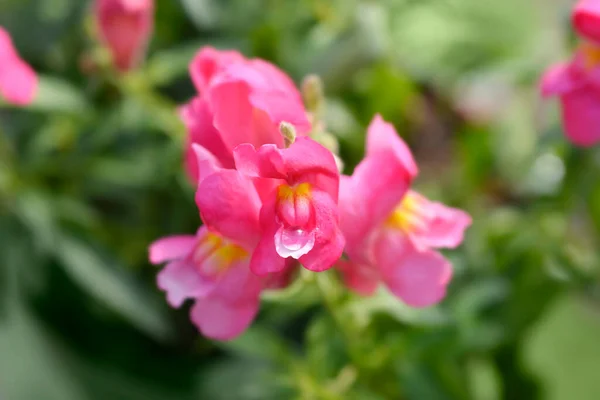 Snapdragon Pink Flowers Latin Name Antirrhinum Majus — Stock Photo, Image