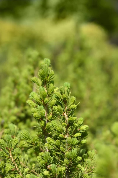 Dwarf Alberta Spruce 拉丁文名称 Picea Glauca Conica — 图库照片