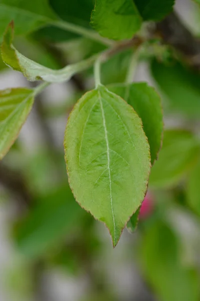 Granny Smith Apple Leaves Latin Name Malus Domestica Granny Smith — стоковое фото