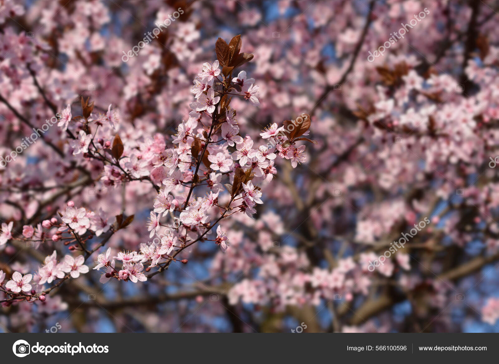 Black Cherry Plum Flowers Latin Name Prunus Cerasifera Nigra Stock