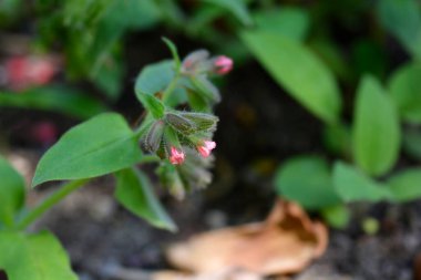 Kırmızı akciğer otu çiçekleri - Latince adı - Pulmonaria rubra