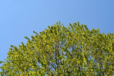 Mavi gökyüzüne karşı Londra uçak ağacı - Latince adı - Platanus x hispanica