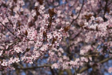Siyah Kiraz Erik çiçekleri - Latince adı - Prunus cerasifera Zenci