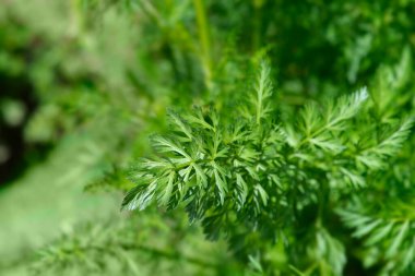 Kimyon yaprakları - Latince adı - Cuminum cyminum