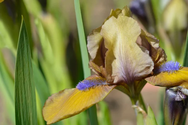 Standard Dwarf Iris Gingerbread Man Flower Latin Name Iris Barbata — Foto Stock