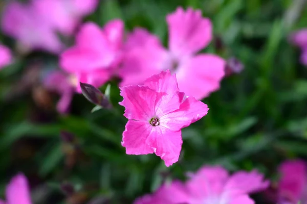Pink Kahori Magenta Flowers Латинское Название Dianthus Kahori — стоковое фото