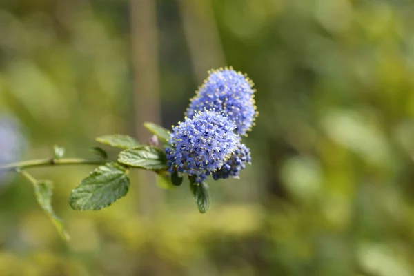Creeping Blue Blossom Latin Name Ceanothus Thyrsiflorus Var Repens — Stock Photo, Image