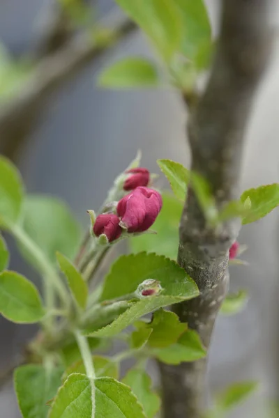 Granny Smith Apple Branch Flower Buds Latin Name Malus Domestica — Stock fotografie