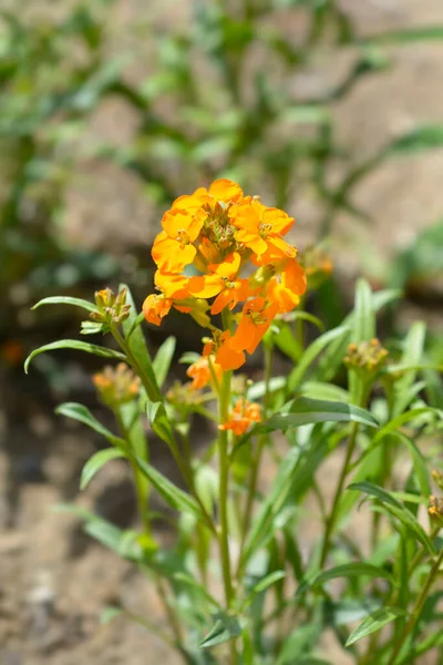 Szibériai Wallflower Narancs Virágok Latin Név Erysthe Marshallii — Stock Fotó