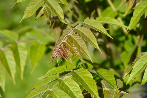 Drzewo Niebieskie Nowe Liście Łacińska Nazwa Ailanthus Altissima — Zdjęcie stockowe