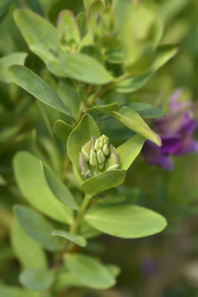 Myrtle Leaf Milkwort Flower Pups Latinský Název Polygala Myrtifolia — Stock fotografie