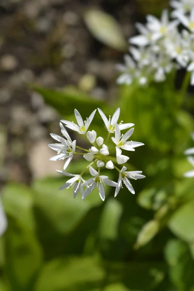 Vahşi Sarımsaklı Beyaz Çiçekler Latince Adı Allium Ursinum — Stok fotoğraf