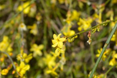 Yasemin, Latince adı Jasminum nudiflorum.