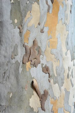 Londra uçak kabuğu detayı - Latince adı Platanus x hispanica (Platanus x acerifolia)