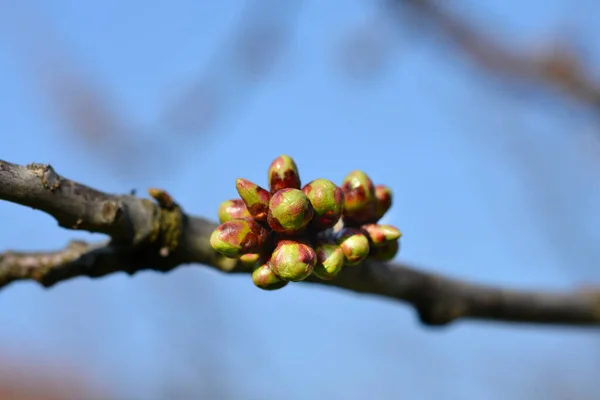 Cseresznyefa Rügyekkel Latin Név Prunus Avium — Stock Fotó