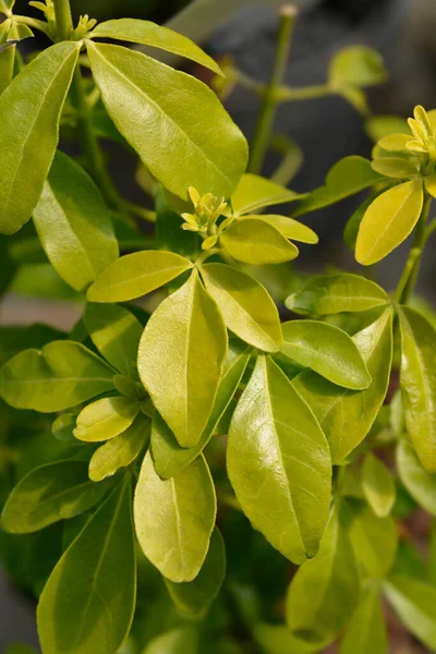 Meksika portakalı Sundance yaprakları - Latince adı - Choisya ternata Sundance