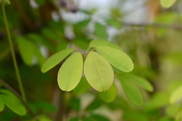 Folhas Akebia Cinco Folhas Nome Latino Akebia Quinata — Fotografia de Stock