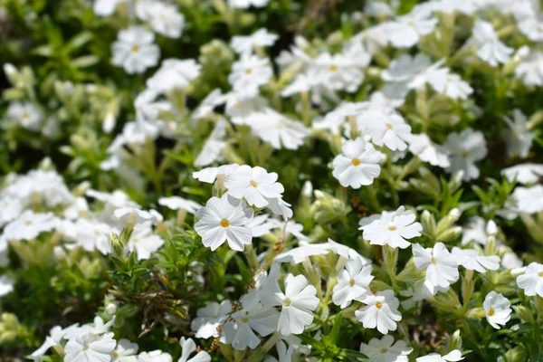 淡淡的白花 拉丁文名 淡淡的白花 — 图库照片