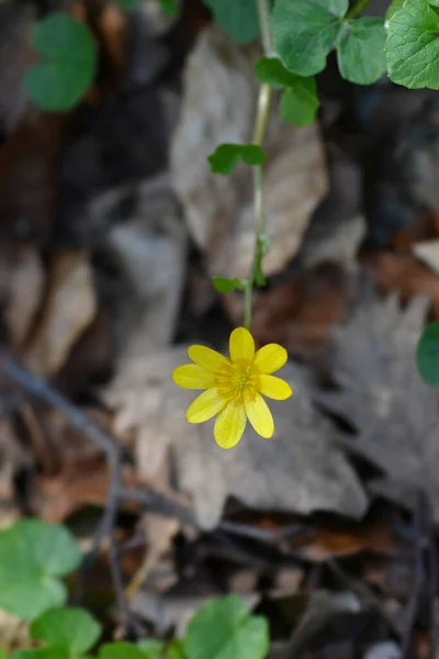 Petite Fleur Célandine Nom Latin Ficaria Verna — Photo