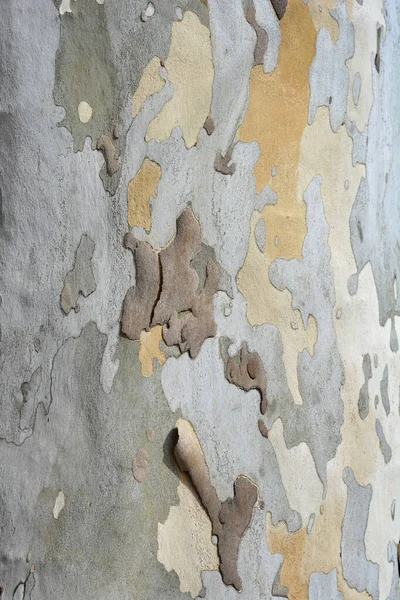 Londra uçak kabuğu detayı - Latince adı Platanus x hispanica (Platanus x acerifolia)