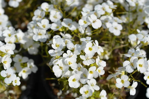 Garden Arabis White Flowers Latin Name Arabis Caucasica — Stock Photo, Image