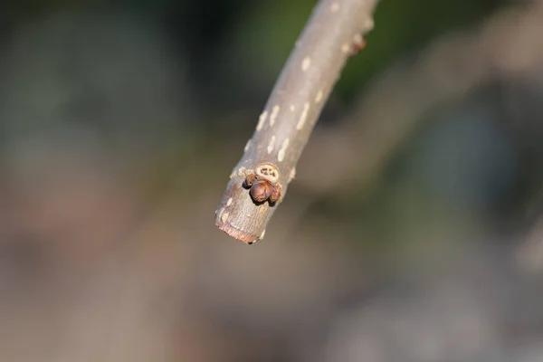 Branche Mûrier Blanc Pleureur Aux Bourgeons Nom Latin Morus Alba — Photo