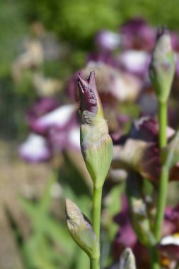 Uzun sakallı iris Crinoline çiçek tomurcukları - Latince adı Iris barbata elatior Crinoline