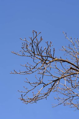 Mavi gökyüzüne karşı yaprak tomurcukları olan yaygın at kestanesi dalları - Latince adı - Aesculus hipocastanum
