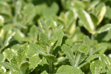 Ananas nanesi yaprakları - Latince adı - Mentha suaveolens Variegata