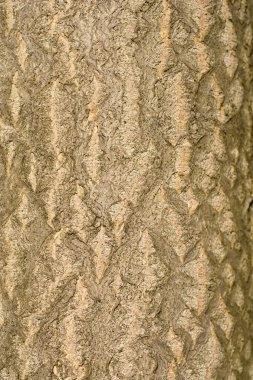 Cennet ağacı ağaç kabuğu detayı - Latince adı - Ailanthus altissima