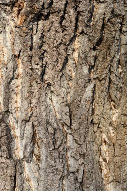 Kanadalı kavak ağacı detayı - Latince adı - Populus x canadensis
