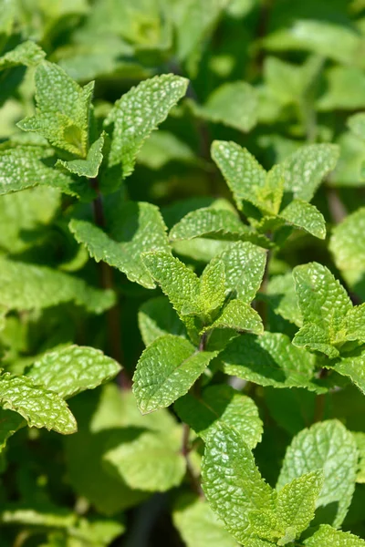 Spearmint Leaves Latin Name Mentha Spicata — Stock Photo, Image